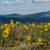 Coquelicots_jaune_baikal_web1