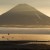 A bear scares up gulls on the bank of Kuril Lake on Kamchatka with Ilinsky Volcano in the background/
South Kamchatka SanctuarySouth Kamchatka Sanctuary; bear; Kuril Lake