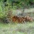 In this Sept. 1, 2013 file photo, a Siberian tiger prowls at the Federal Center for rehabilitation of rare species of animals in the village of Alexeyevka in the Russian Far East during Russian President Vladimir Putin's visit. A rare Siberian tiger released into the wild by Russian President Vladimir Putin is keeping farmers in northeastern China on edge. Chinafs official Xinhua News Agency said Wednesday, Nov. 26, 2014, that the animal, named Ustin, bit and killed 15 goats and left another three missing on Sunday and Monday on a farm in Heilongjiang province's Fuyuan county. (AP Photo/RIA Novosti, Alexei Nikolsky, Presidential Press Service, File)