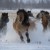 yakut horses0120