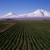 ararat4